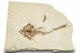 Cretaceous Fossil Fish (Eurypholis) - Lebanon #248330-1